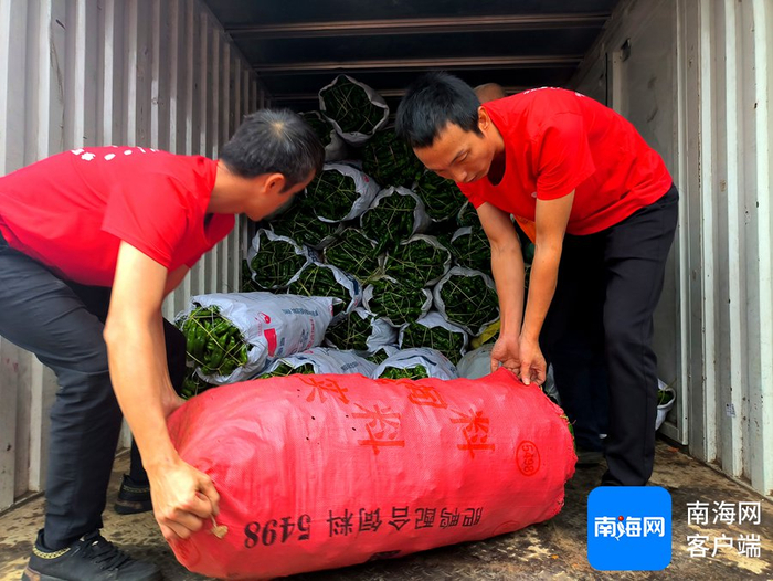 首批2.5万斤助农辣椒整装待发。记者 路静 摄