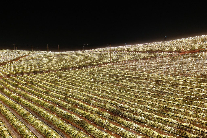 广西南宁火龙果果园丨图源：视觉中国