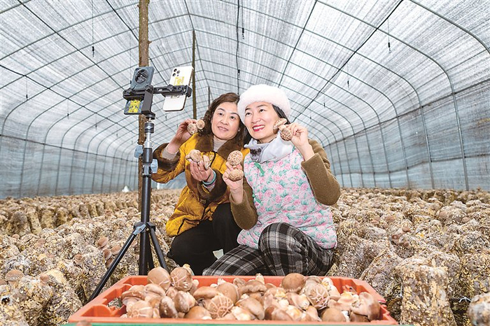 2月19日，浙江省武义县柳城畲族镇的香菇种植基地，当地主播手拿新鲜蘑菇进行直播讲解，吸引众多线上观众下单订购。陈俊 摄