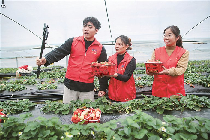 2月14日，在江苏省如皋市长江镇永建社区一高架草莓种植基地，当地“村播”正在拍摄宣传家乡草莓。 图片来源：视觉中国