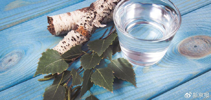 桦树汁。图/IC Photo