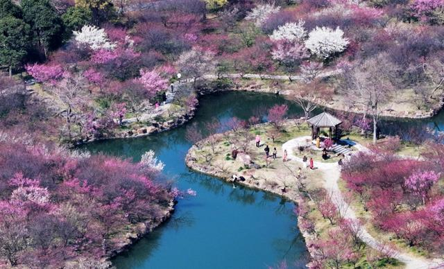 2月24日，游客在江苏扬州瘦西湖风景区“湖上梅林”游玩赏花。 新华社 孟德龙 摄