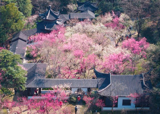 2月24日，游客在南京雨花台风景区赏花游玩。 新华社 苏阳 摄