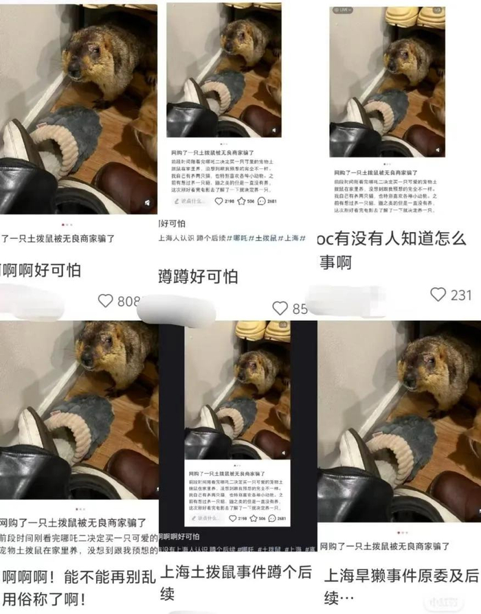 △上海市民网购土拨鼠事件引发网络广泛关注