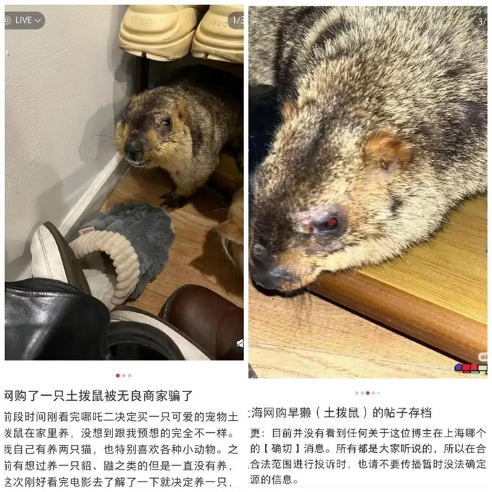 △左图为当事人收到土拨鼠后所发内容，右图为网友保存的当事人发布的土拨鼠其他照片