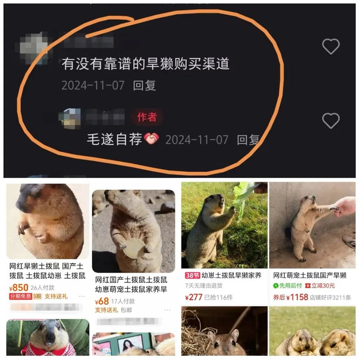 △多家网购及社交平台上售卖土拨鼠的信息
