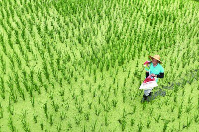     在海南三亚的国家南繁科研育种基地里，青岛海水稻研究发展中心的科研人员正对水稻施肥。新华社发