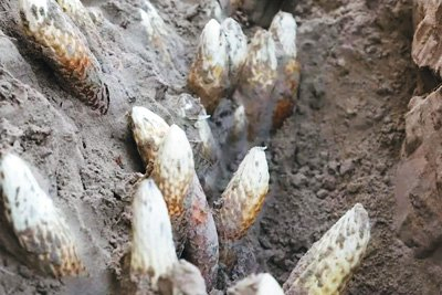 　　在新疆维吾尔自治区和田县种植的管花肉苁蓉。