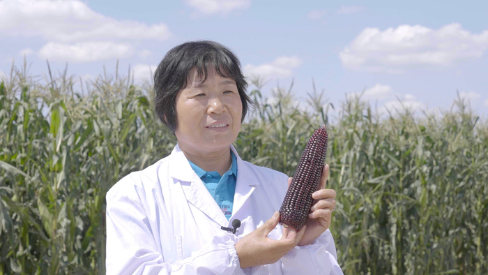 （图为陈永欣及其团队培育的“晋糯20号”甜糯玉米）