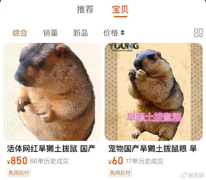 有商家在某电商平台上售卖活体土拨鼠。 图源：电商平台页面截图