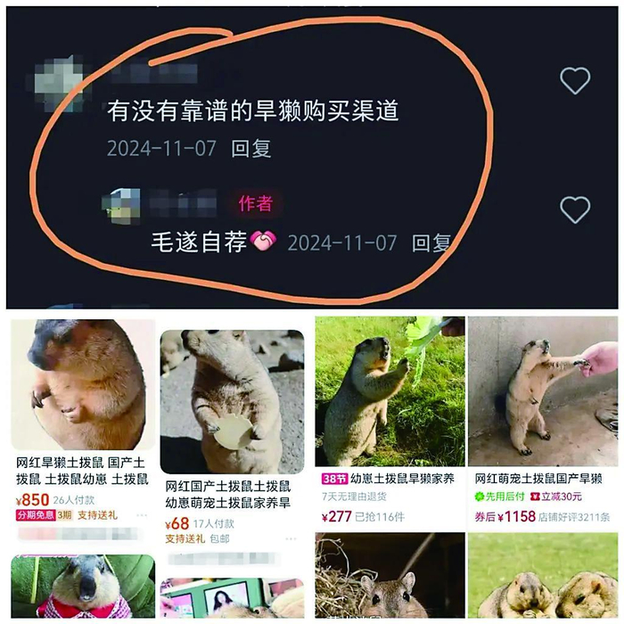     多家网购及社交平台上售卖土拨鼠的信息