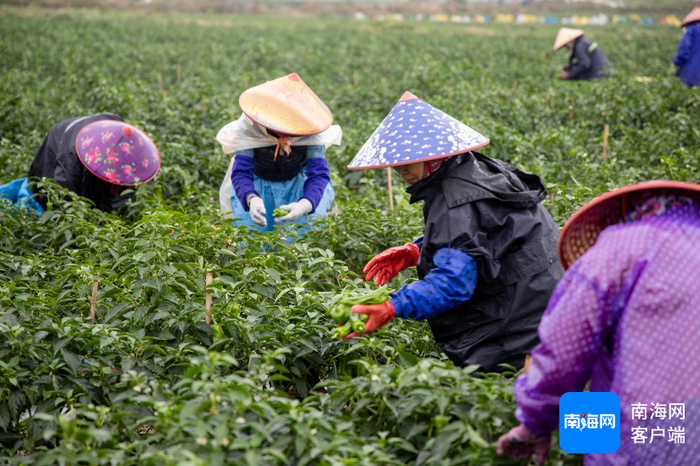 在海口秀英区东山镇光明村委会山头仔村，辣椒种植户们正在地头忙着采摘辣椒。记者 林鸿羽 摄