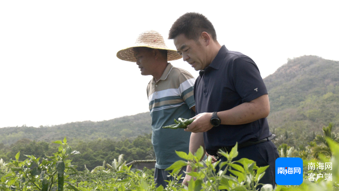 　　博后村驻村第一书记、乡村振兴工作队队长胡魁与村民在辣椒地里交流。记者 马子涛 摄