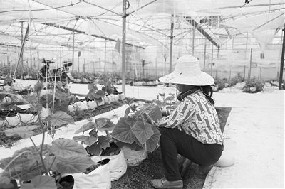 江西省于都县梓山天然富硒蔬菜产业园大棚内，农民正在细心整理秧苗。邱奇华摄