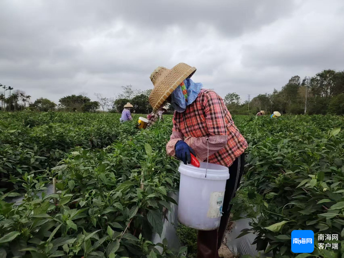 农户在采摘辣椒。记者 苏桂除 摄