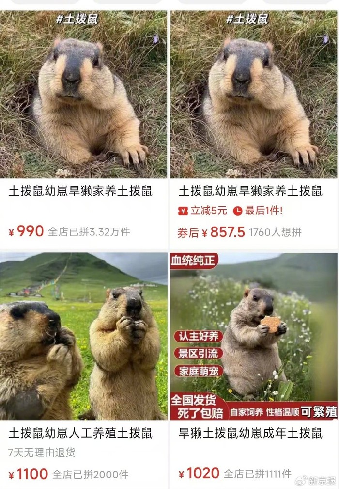 在电商平台上，土拨鼠的售价通常在数百元到上千元不等。 图源：电商平台页面截图