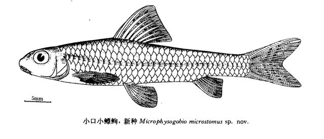 小口小鳔鮈。 图片来源：中国科学院水生生物研究所