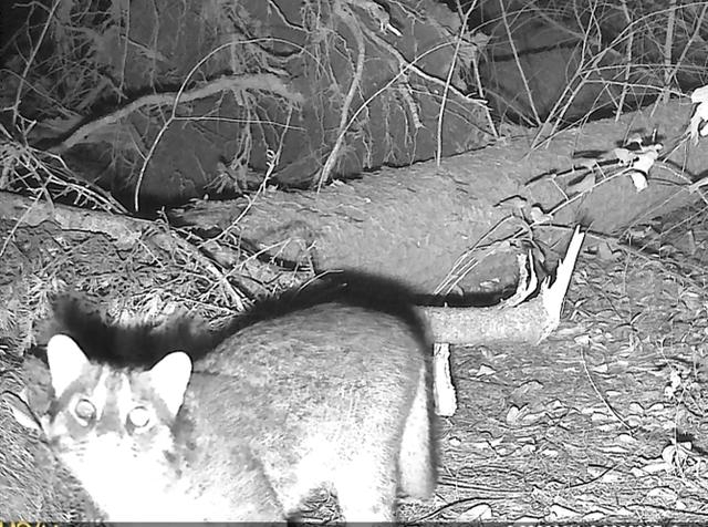 监控拍摄到的豹猫。 图片来源：嘉定区生态环境局