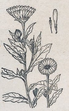 《北京花卉》中的金盏花示意图