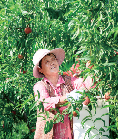     仰山村的桃农正在采桃。资料图片