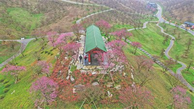 2月23日，贵安新区的贵州梅园里红梅盛开。  贵阳日报融媒体记者 石照昌 摄