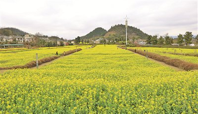 南明区永乐乡油菜花海（摄于2024年3月3日）。     贵阳日报融媒体记者 覃伟 摄