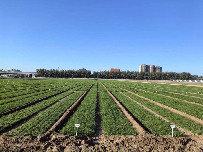 　　安徽永民种业小麦种植基地。濉溪县委宣传部供图