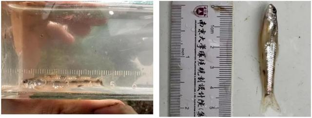 娄塘河内发现的小口小鳔鮈。 图片来源：南京大学环境规划设计研究院