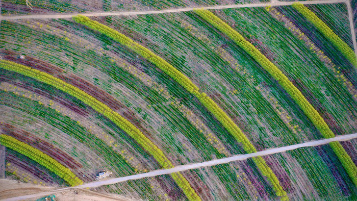 千年秀林。雄安媒体中心王伟倩 摄