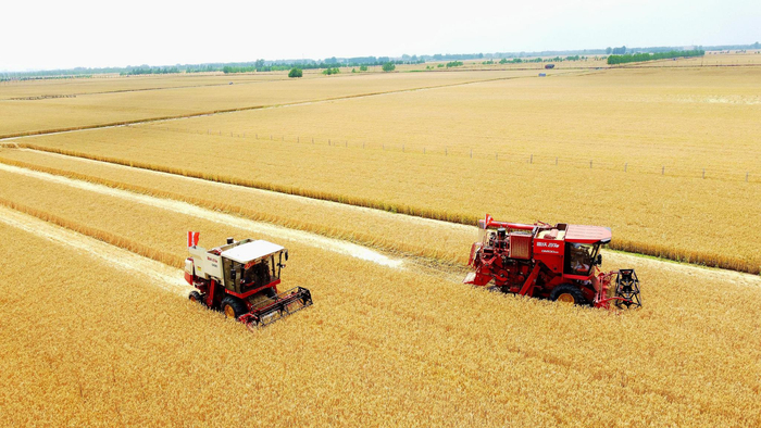 2023年6月5日，临沂市郯城县郯城街道万亩高标准农业示范田，联合收割机在收获小麦。