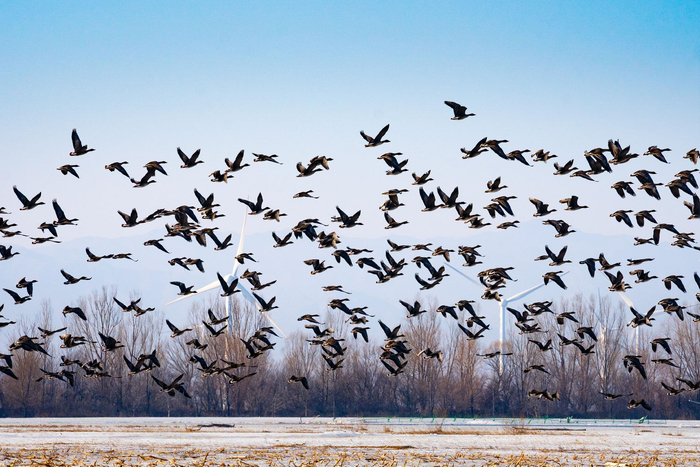 野鸭湖湿地的豆雁。延庆区自然保护地管理处供图