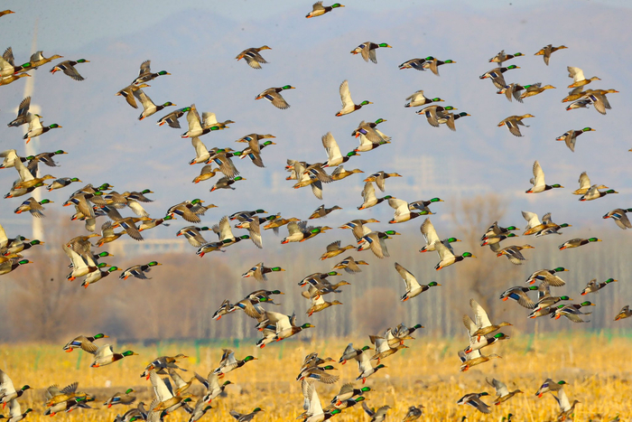 绿头鸭群。黑豹野生动物保护站供图