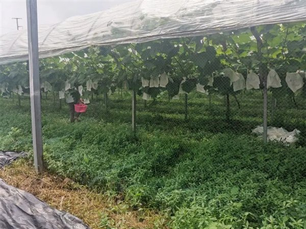 葡萄避雨栽培果实套袋（作者拍摄）