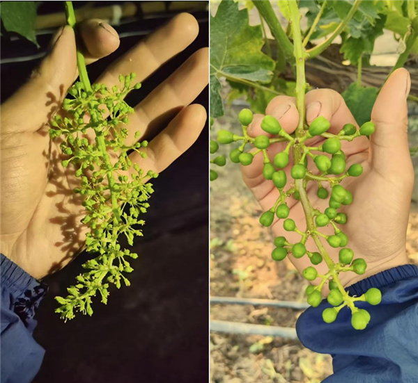 阳光玫瑰果穗修剪前和修剪后（作者拍摄）