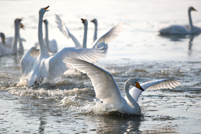 出现在官厅水库的大天鹅。黑豹野生动物保护站供图