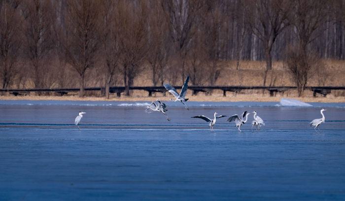 美丽的苍鹭和碧蓝的湖面构成一幅浑然天成的画面。延庆区自然保护地管理处供图