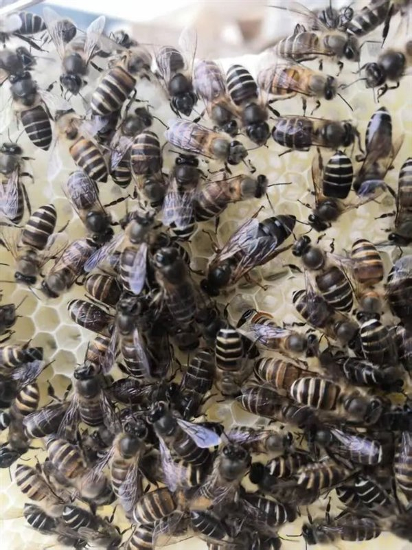 中华蜜蜂，图源：作者养殖拍摄