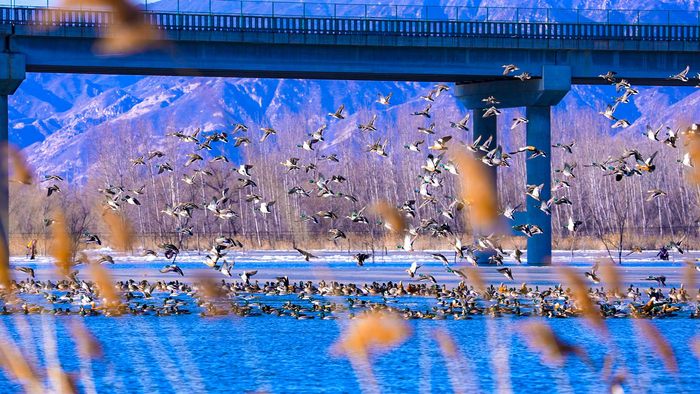 野鸭湖湿地迎来大量绿头鸭、赤麻鸭群。延庆区自然保护地管理处供图