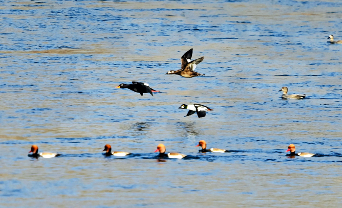 洛阳市孟津区黄河湿地。资料图片