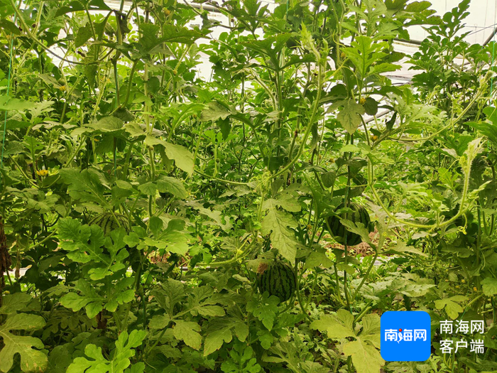 立体种植，西瓜爬架，提升空间利用率。记者 张野 摄