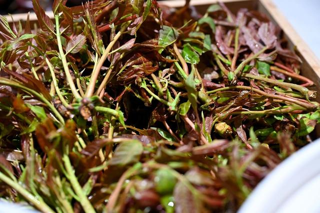 香椿建议焯水后烹饪食用（图源：徐佳敏）