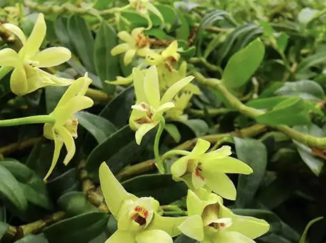 高山植物——石斛