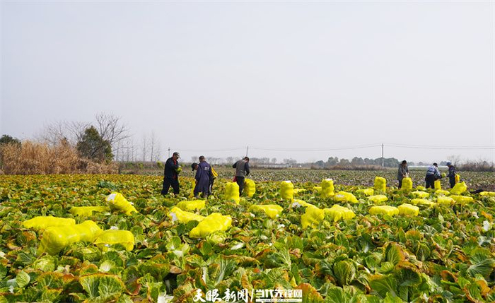 村民们正在忙碌着收获新一茬的蔬菜。