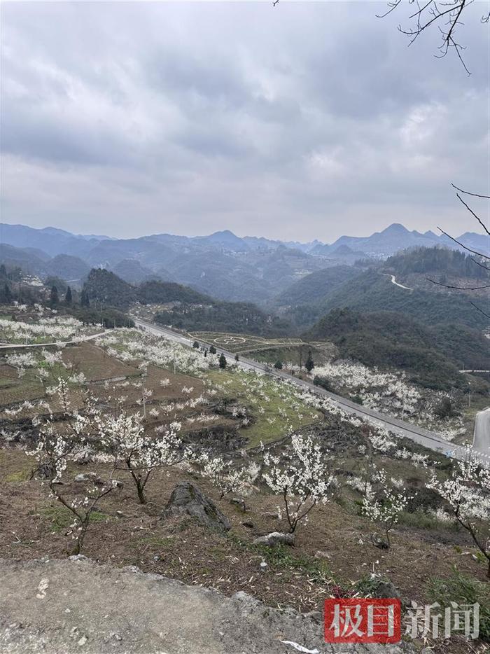 3月3日，毕节织金县杨妞花的老家樱桃花盛开