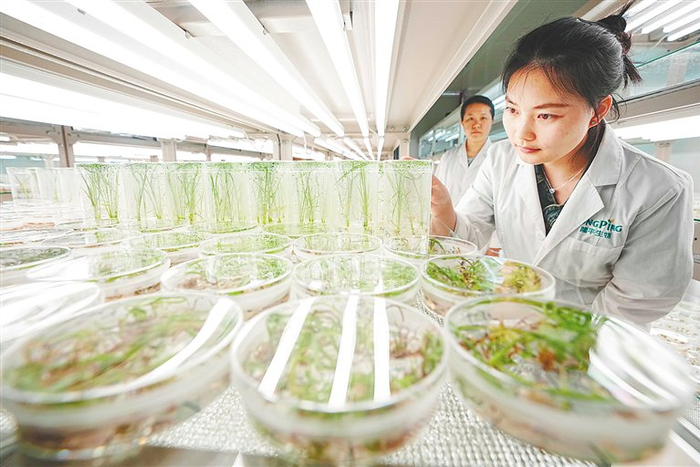 三亚隆平生物实验室科研人员忙碌育种工作。海南日报全媒体记者 王程龙 摄