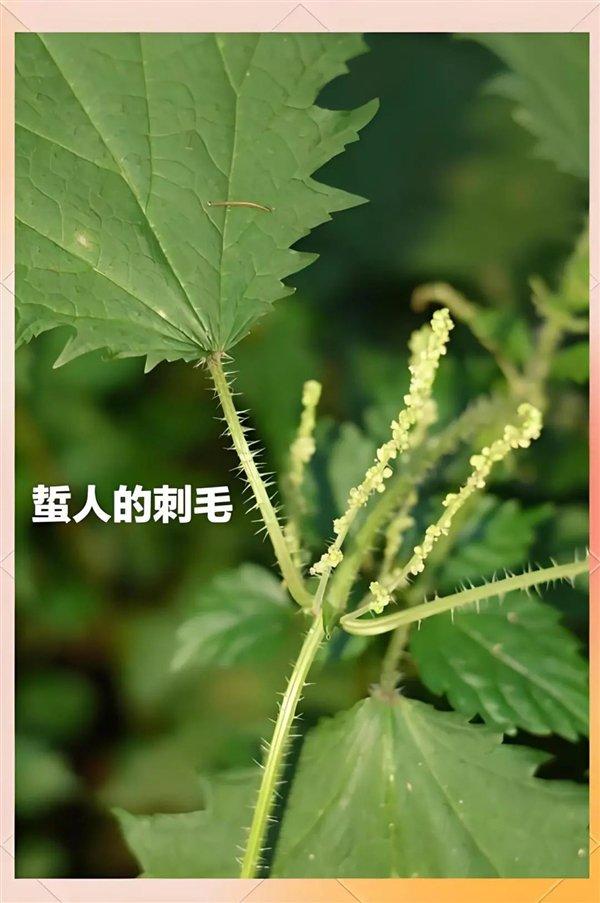 荨麻上的刺毛荨麻 图源：Urtica pilulifera