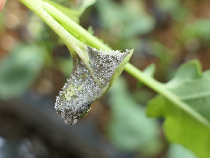 菜花苗霜霉病（尖头示意叶正面和背面）（摄影：张智）