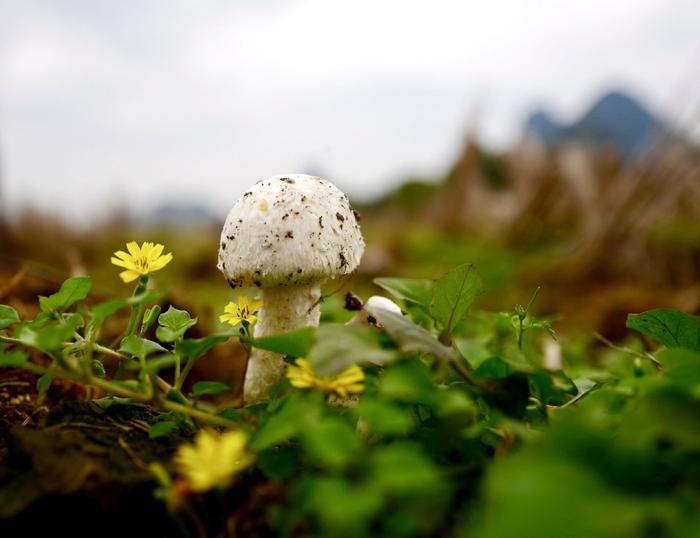 三月惊蛰节气，春的气息扑面而来，小小的蘑菇迫不及待地破土而出，去拥抱这春日的温暖与美好。（柳城县纪委监委供 潘立峰/摄）