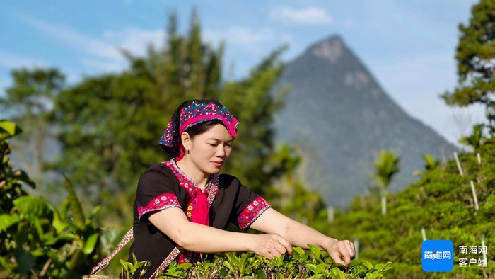 茶农正在自家茶园采茶。记者 黄东光 摄
