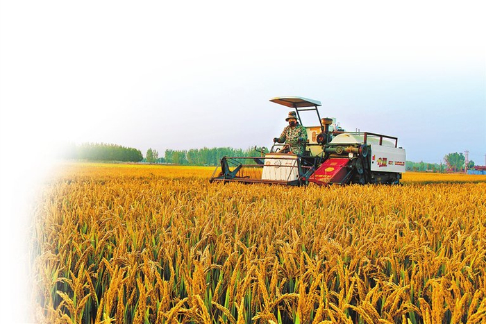 湛河区曹镇乡水稻喜获丰收。王毛生 摄